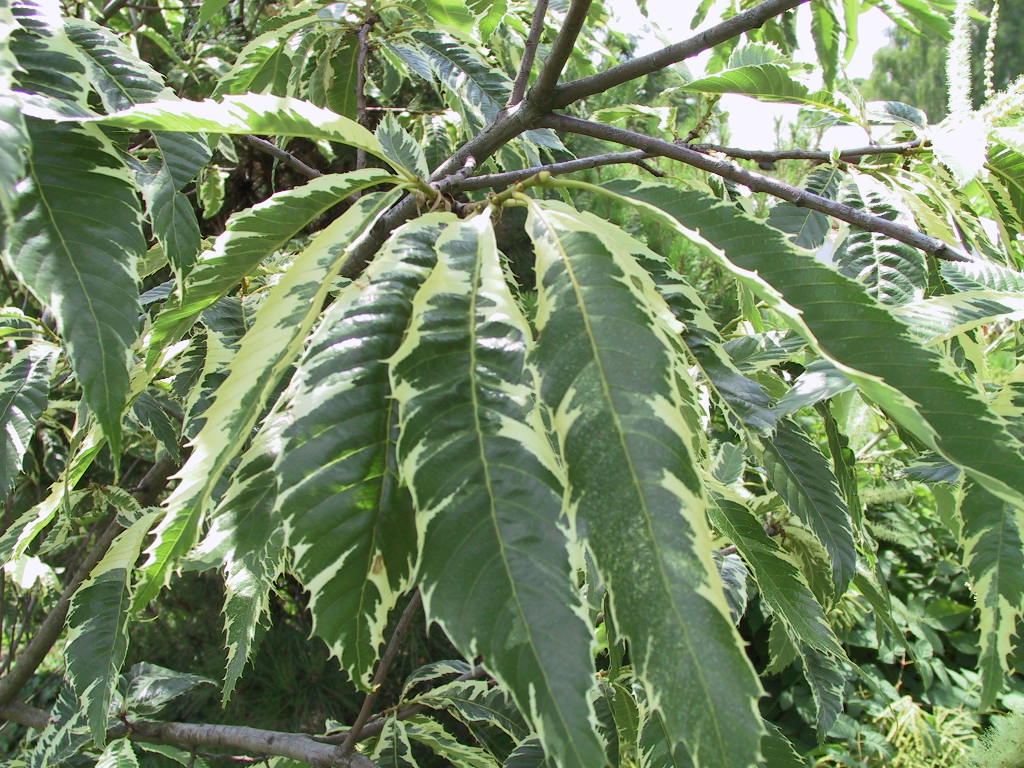 Castanea sativa Albomarginata - Blatt.jpg